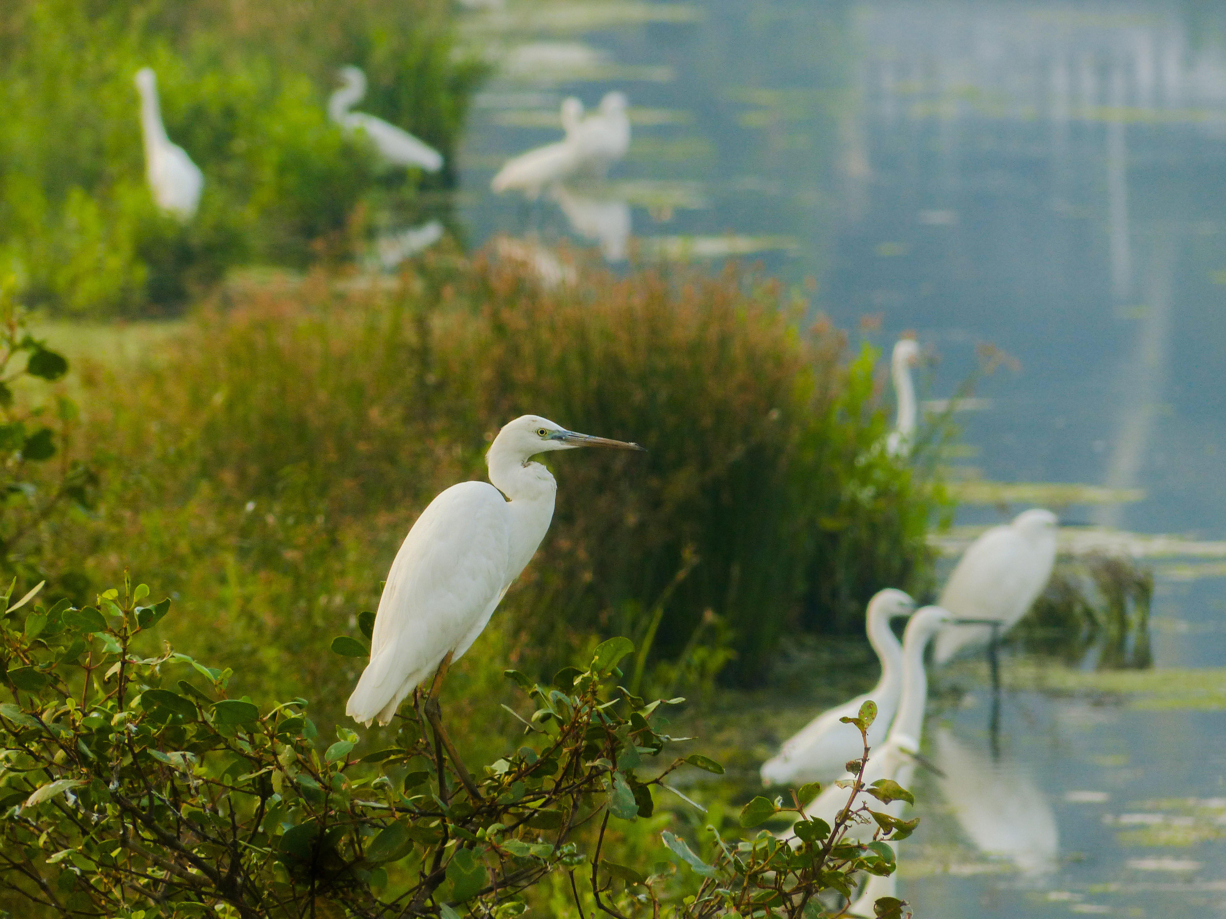 Birds of Kadamakkudy – Great Egret (Ardea Alba)