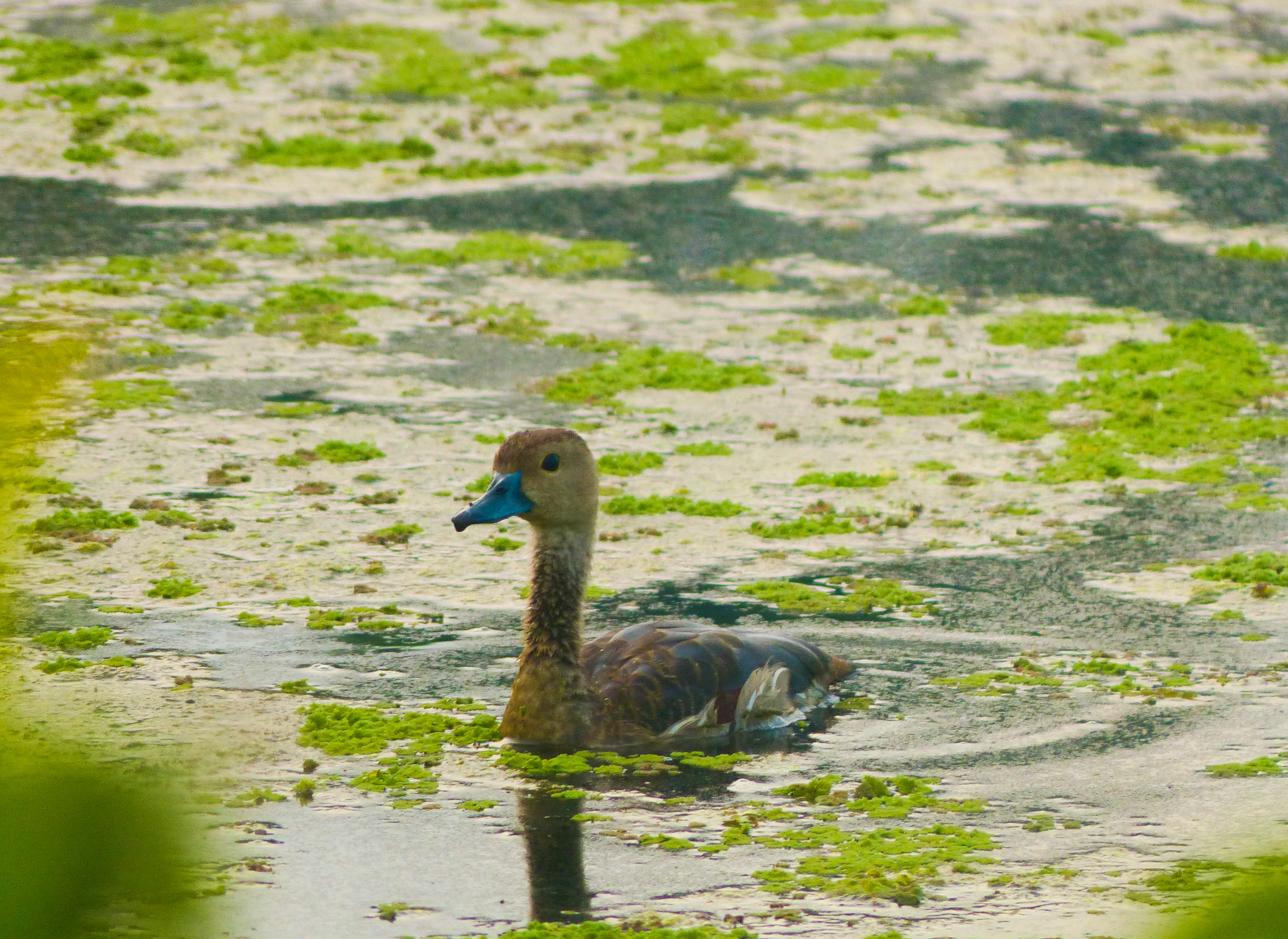 Birds of Kadamakkudy – Lesser whistling duck (Dendrocygna javanica)