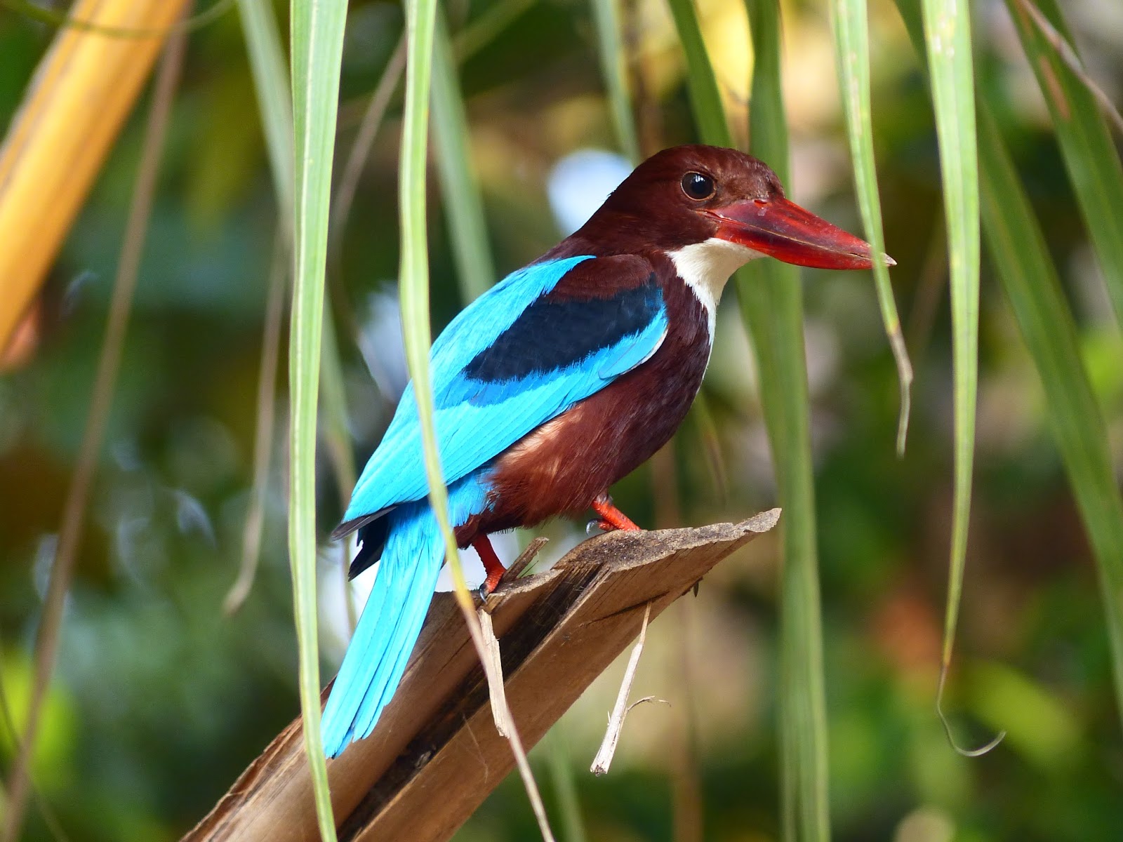 Birds of Kadamakkudy – White throat Kingfisher of Kerala