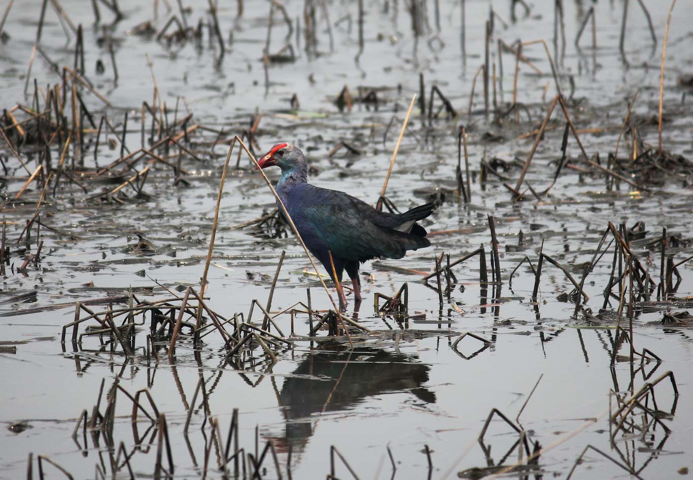 Swamp hen
