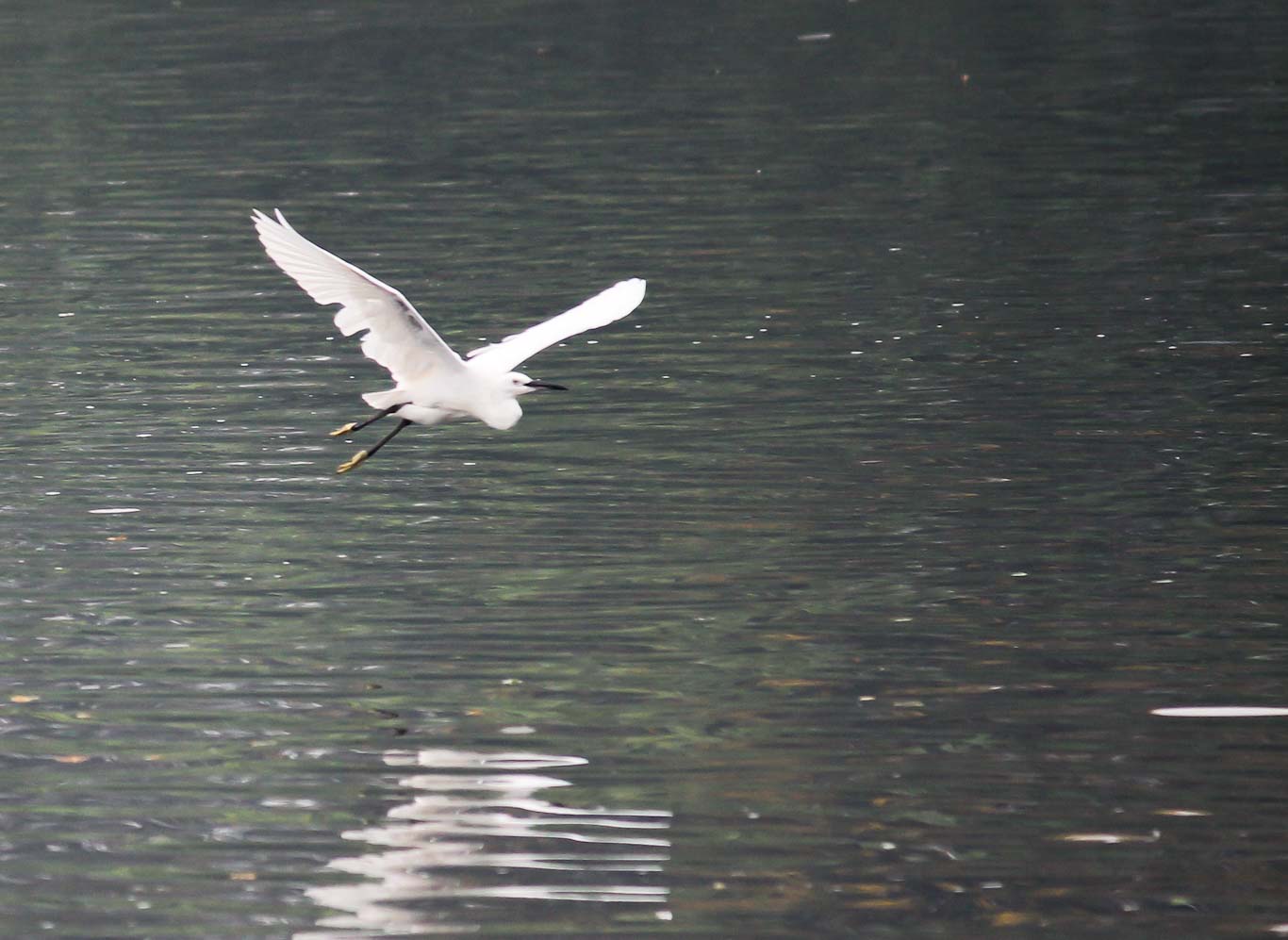 Flight