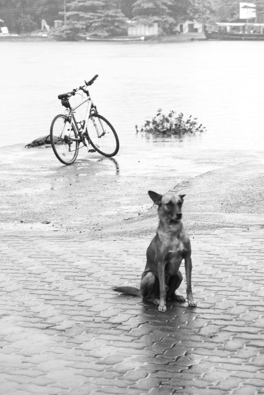 The rain, river, rides and the dog’s love