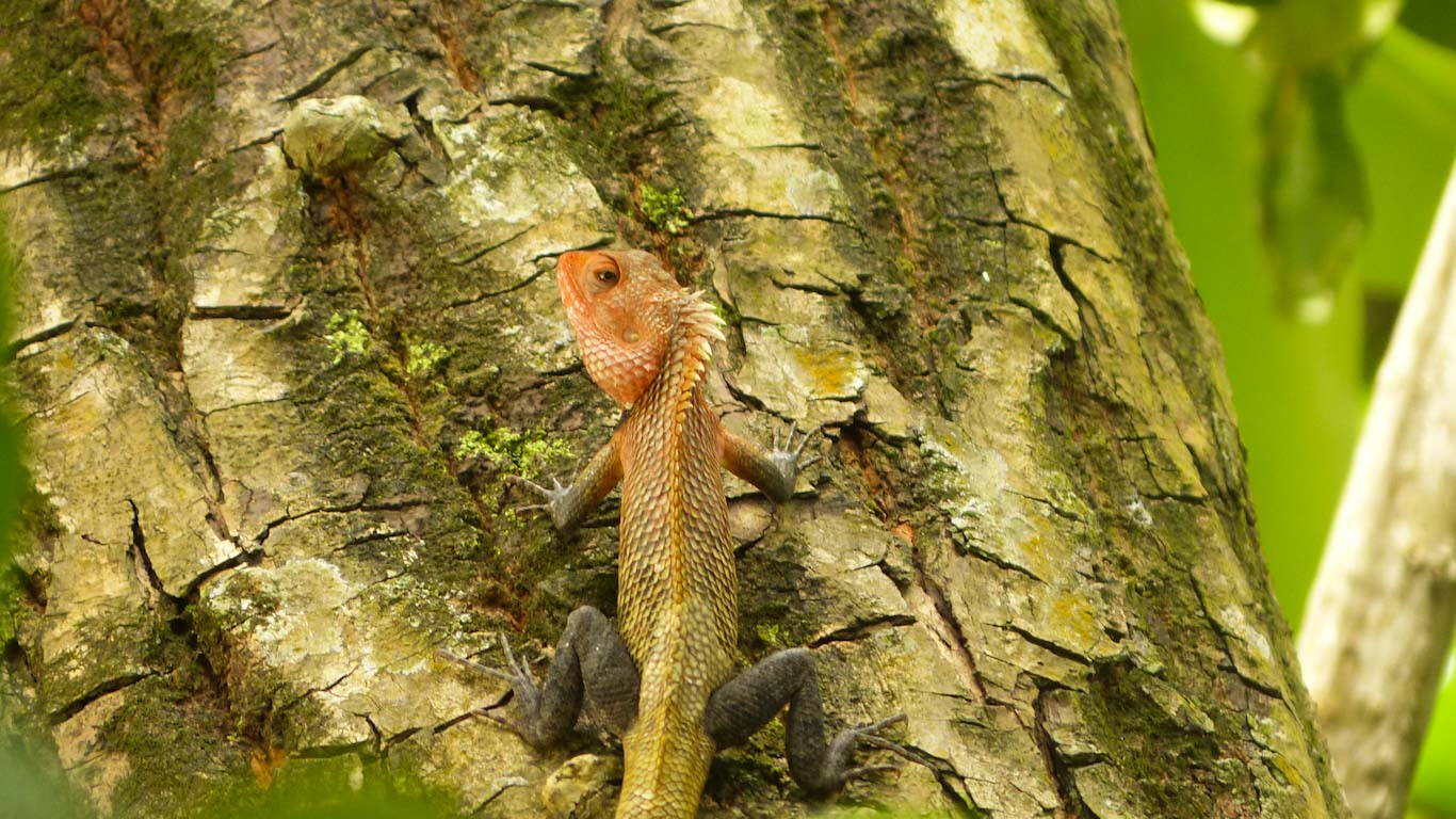 Camouflage