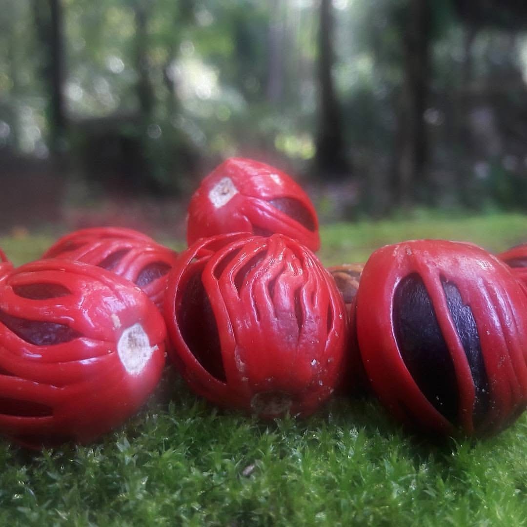 Visit the organic vegetable farms near Kadamakudy Islands