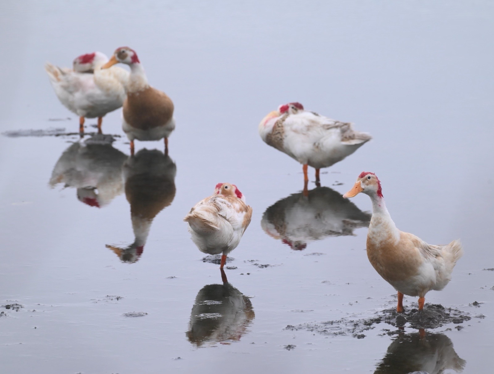 New birds spotted at Kadamakudy (Valiya Kadamakudy)