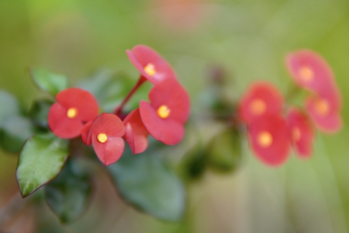 Walking with my camera