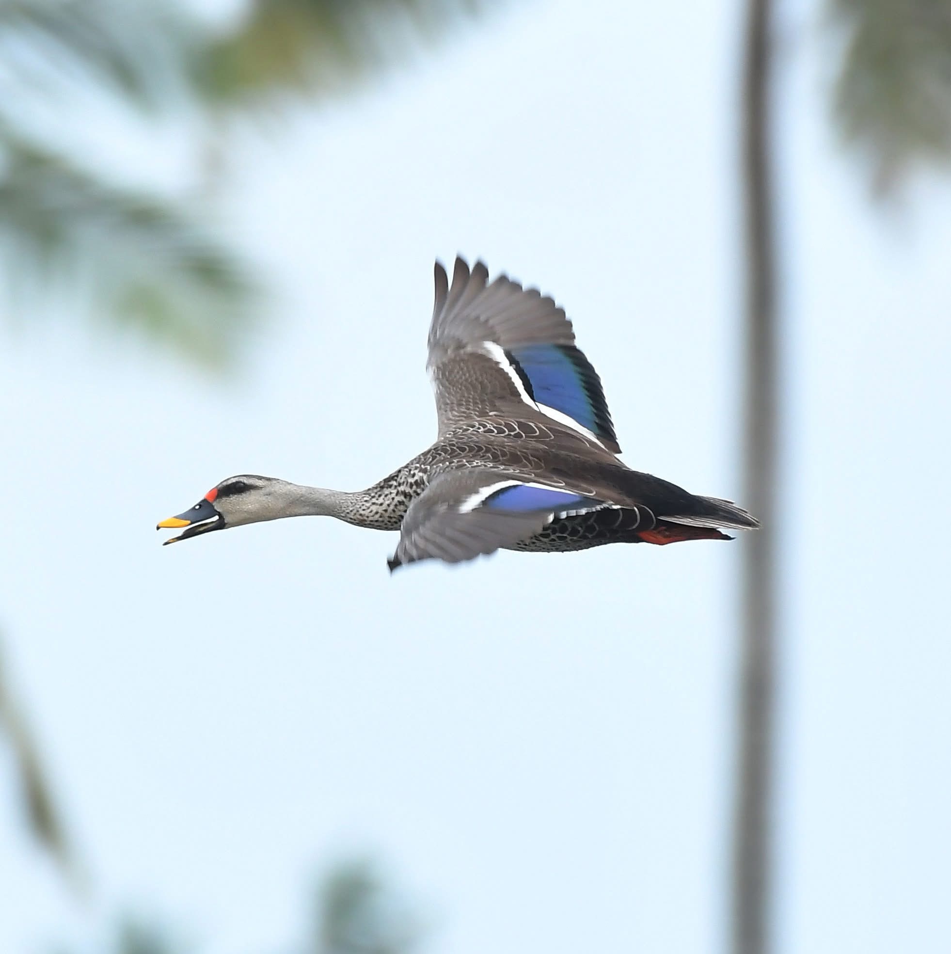 Best photography badge – Bird photography at Kadamakkudy Islands – Renjith K Joy