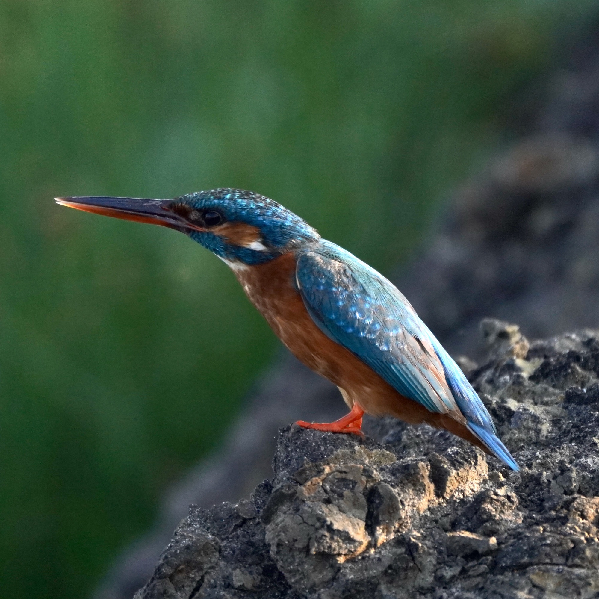 #walkingwithmycamera