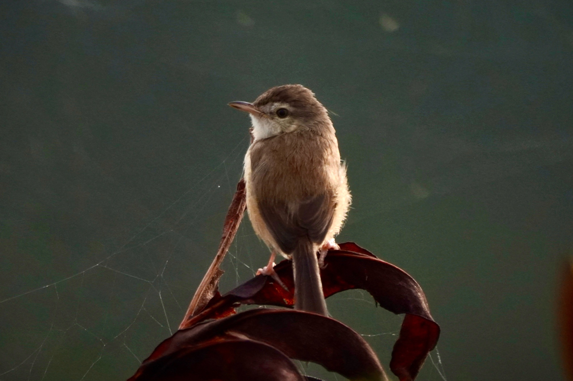 Prinia