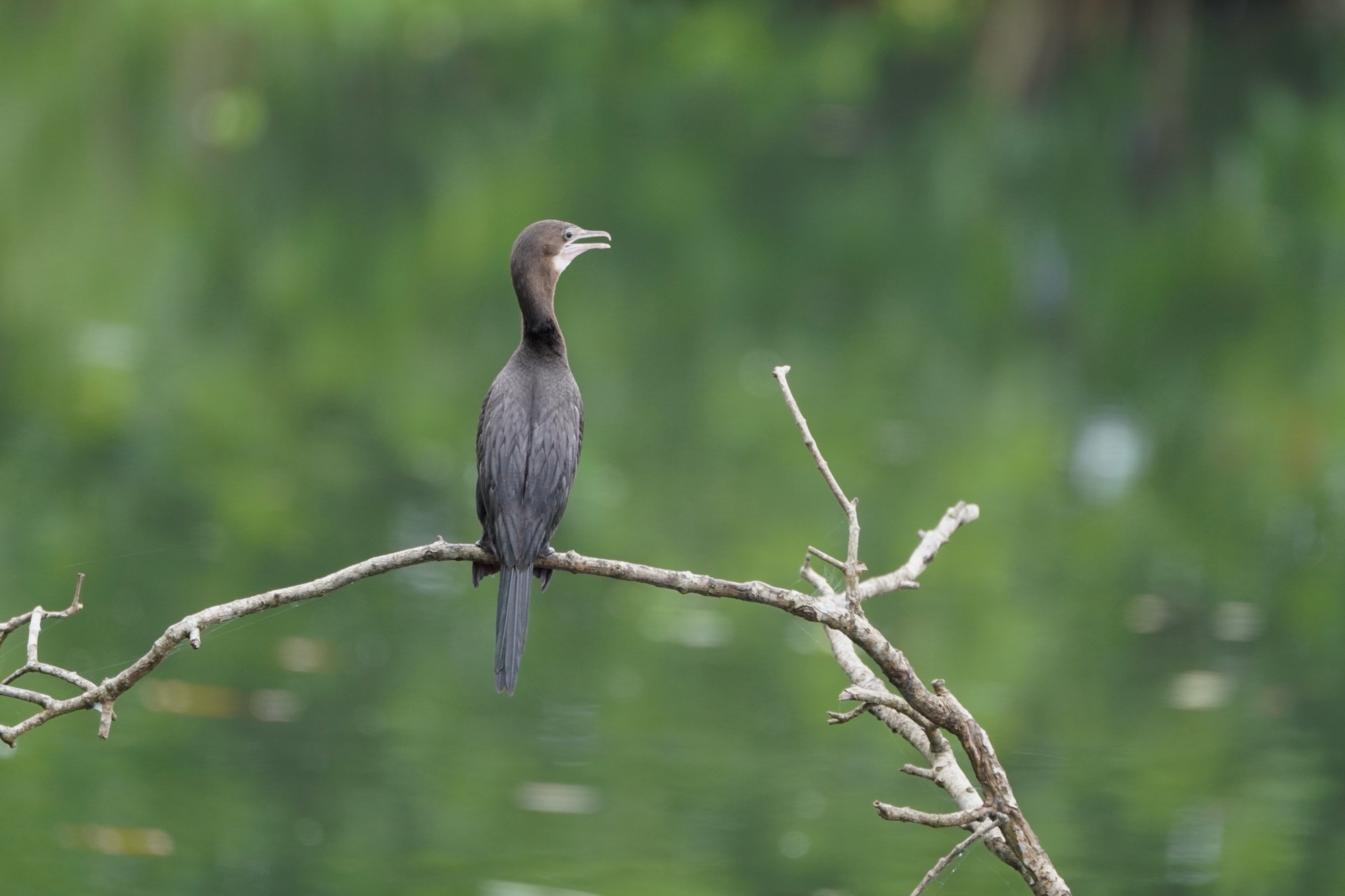 Look forward to bird photography with two experts at Kadamakkudy..