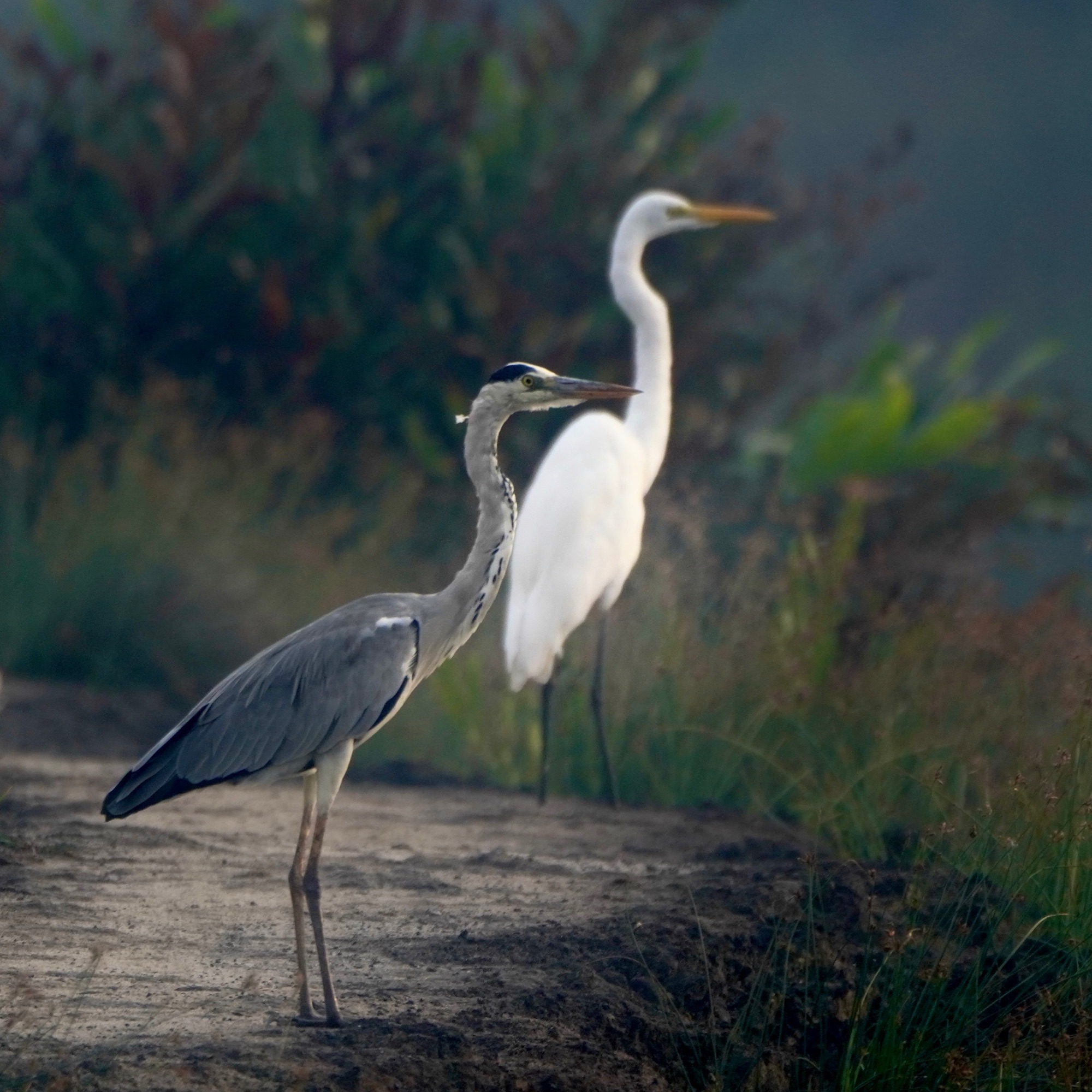 A Kadamakkudy portrait for you
