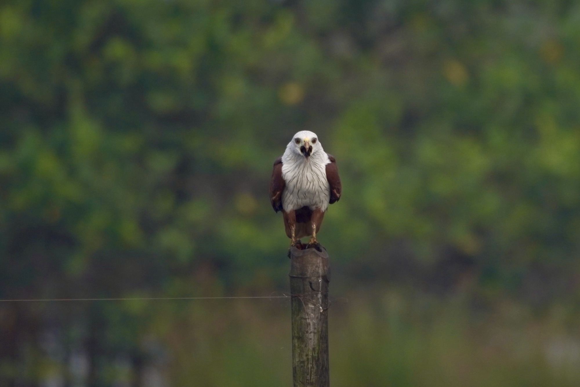 Portraits of Kadamakkudy Islands