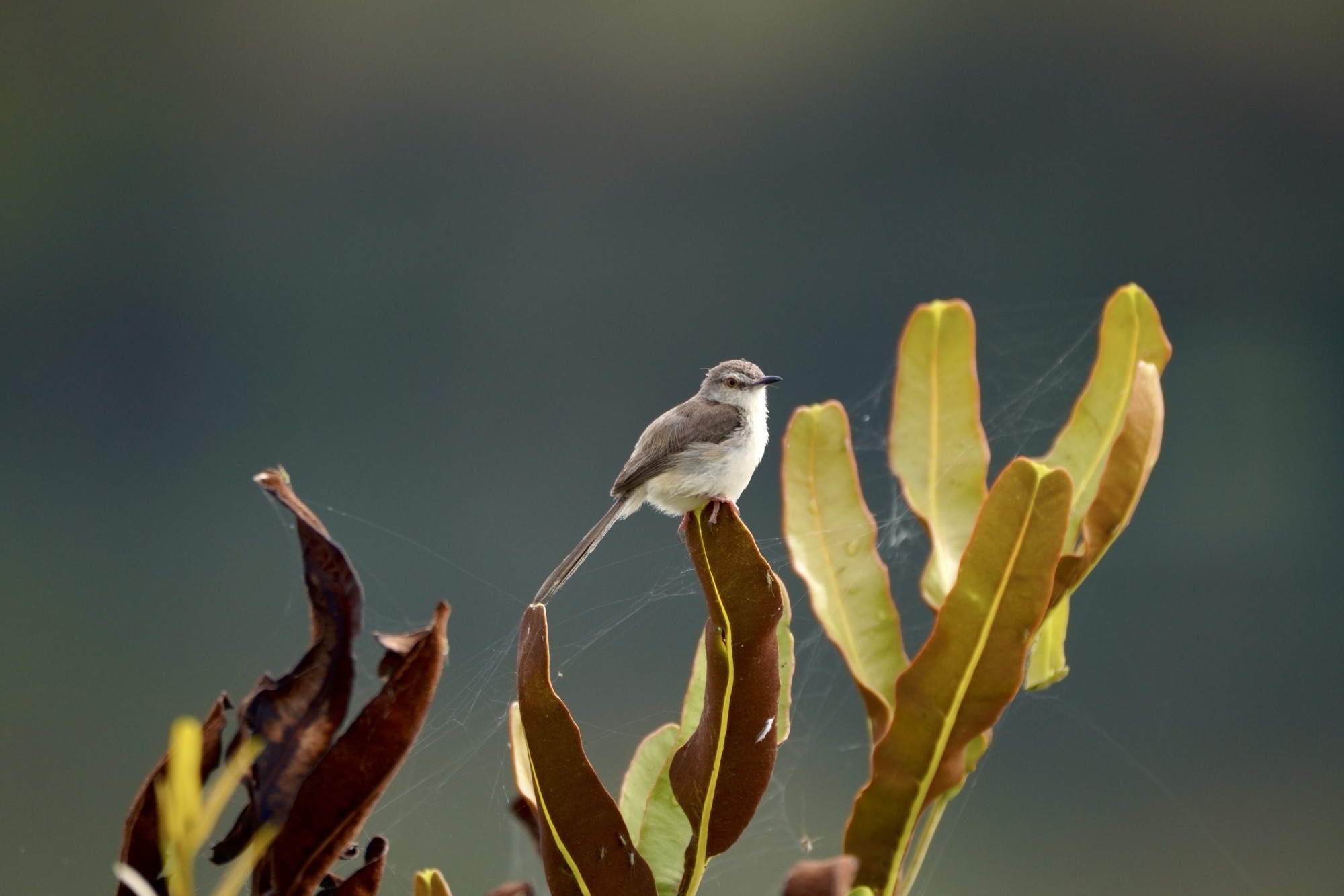 Seek, you will find..