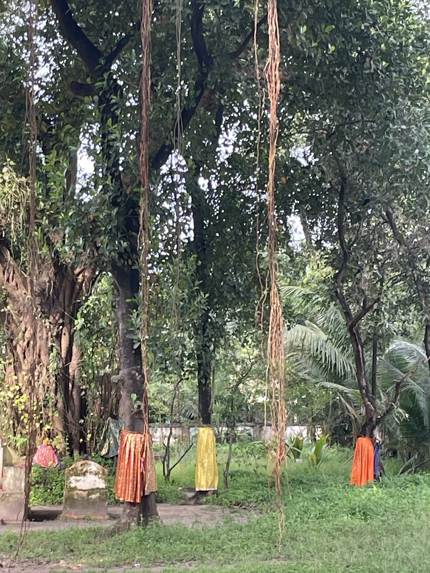 Trees dressed with silk clothes..