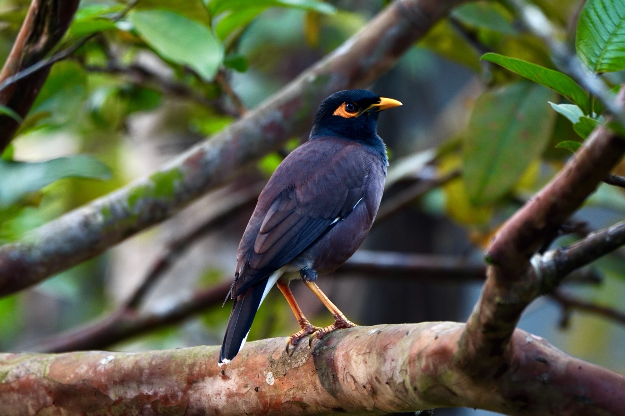 Common myna