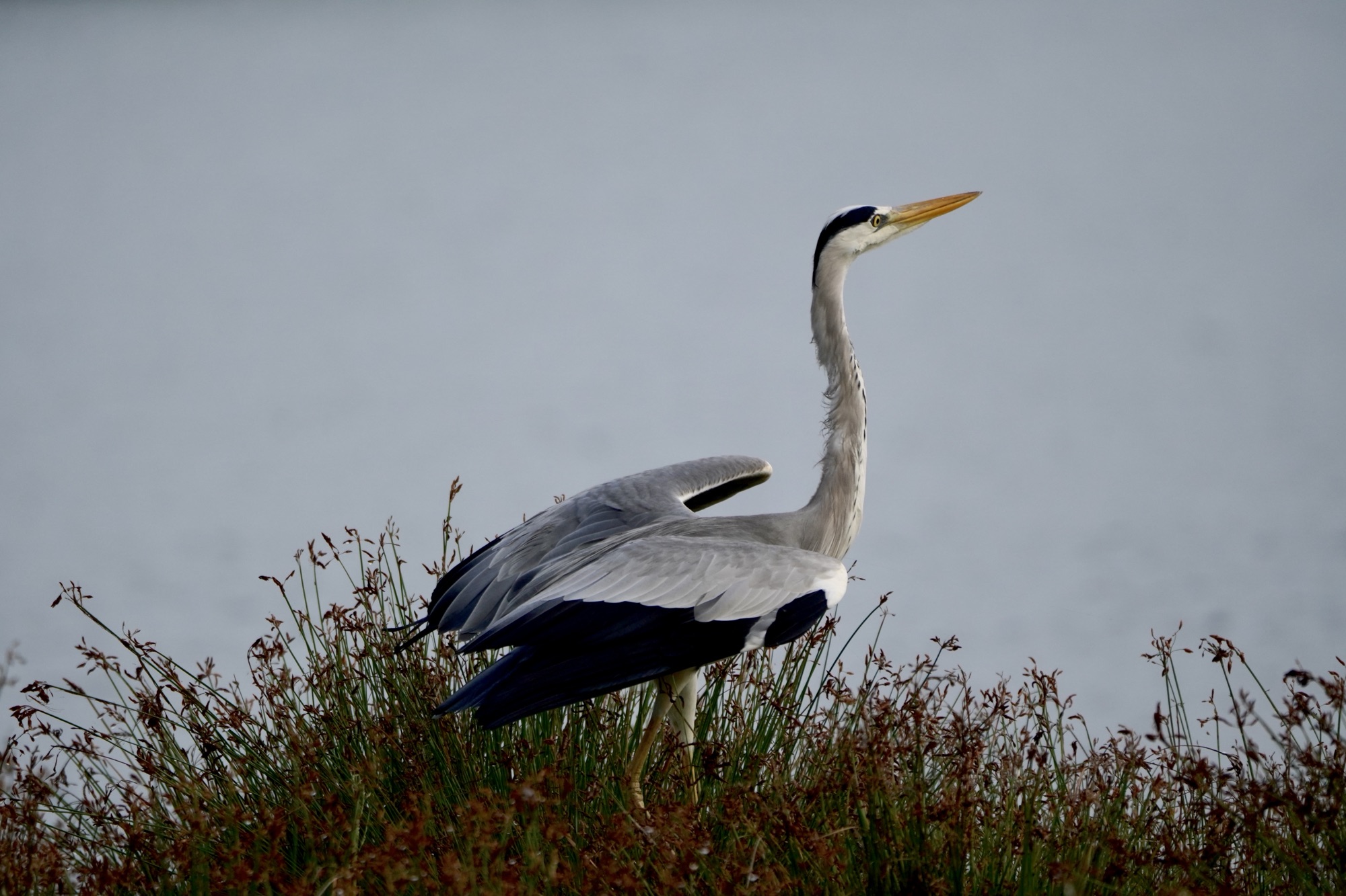 Grey heron