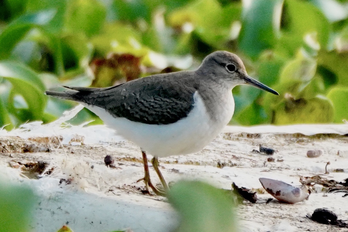 Common Sandpiper(Actitis hypoleucos).&nbsp;