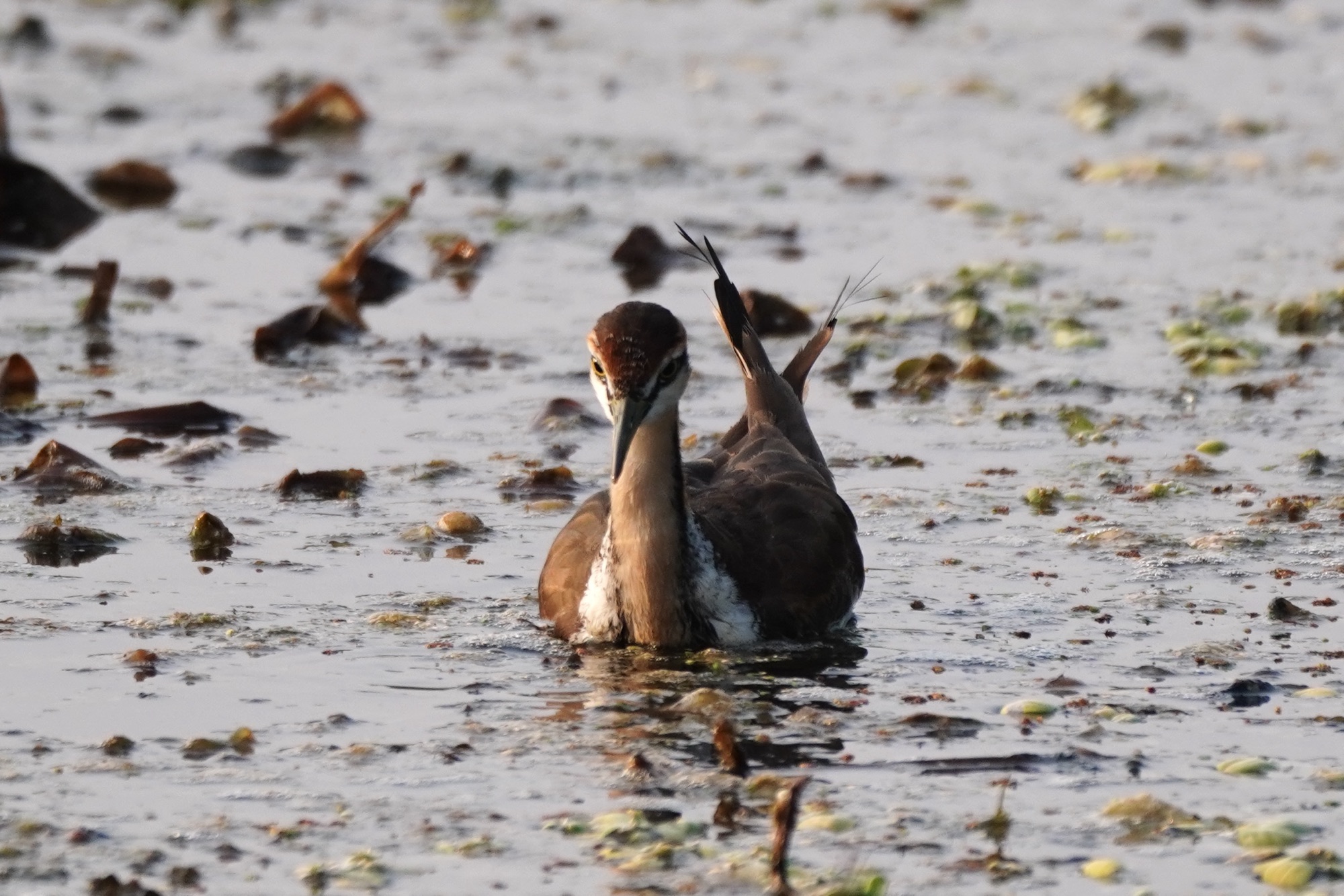 Pheasant-tailed JacanaHydrophasianus chirurgus