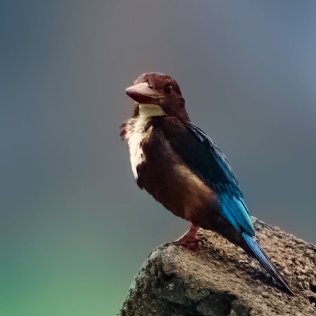 Post processing light room vs chat gpt