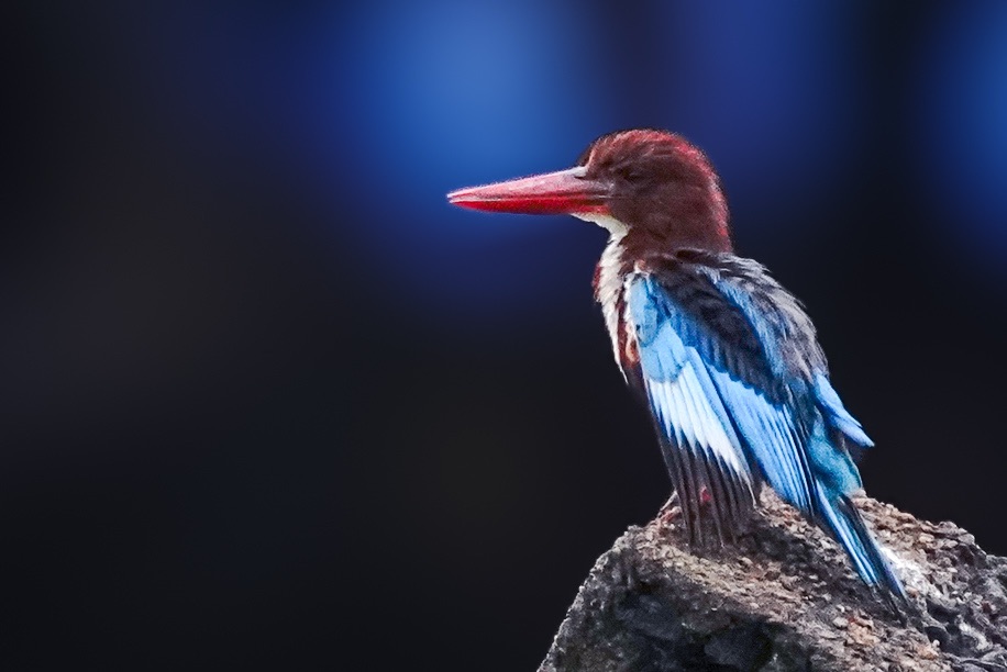 Kingfisher calendar